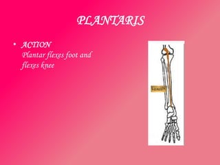 PLANTARIS
• ACTION
  Plantar flexes foot and
  flexes knee
 