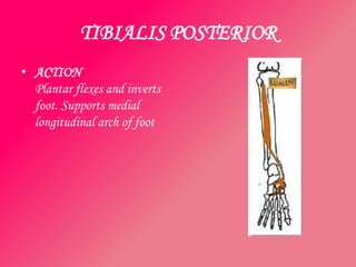 TIBIALIS POSTERIOR
• ACTION
  Plantar flexes and inverts
  foot. Supports medial
  longitudinal arch of foot
 