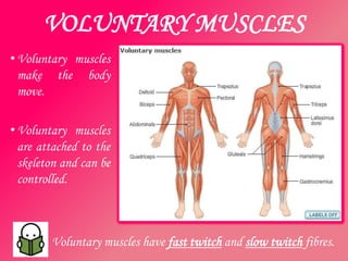 VOLUNTARY MUSCLES
• Voluntary muscles
  make the body
  move.

• Voluntary muscles
  are attached to the
  skeleton and can be
  controlled.



        Voluntary muscles have fast twitch and slow twitch fibres.
 