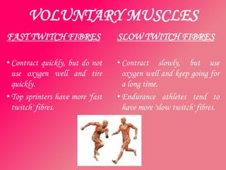 VOLUNTARY MUSCLES
FAST TWITCH FIBRES                SLOW TWITCH FIBRES

• Contract quickly, but do not    • Contract slowly, but use
  use oxygen well and tire          oxygen well and keep going for
  quickly.                          a long time.
• Top sprinters have more 'fast   • Endurance athletes tend to
  twitch' fibres.                   have more 'slow twitch' fibres.
 