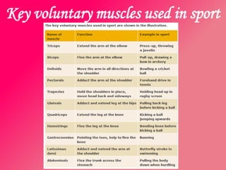 Key voluntary muscles used in sport
 