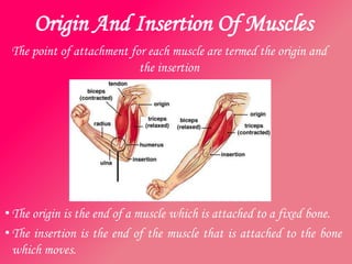 Origin And Insertion Of Muscles
 The point of attachment for each muscle are termed the origin and
                           the insertion




• The origin is the end of a muscle which is attached to a fixed bone.
• The insertion is the end of the muscle that is attached to the bone
  which moves.
 