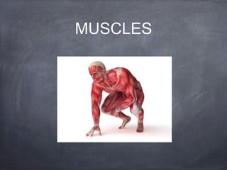 MUSCLES

 