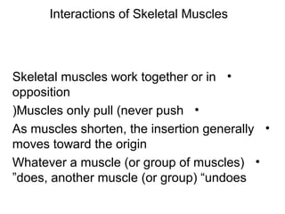 Interactions of Skeletal Muscles
•Skeletal muscles work together or in
opposition
•Muscles only pull (never push(
•As muscles shorten, the insertion generally
moves toward the origin
•Whatever a muscle (or group of muscles(
does, another muscle (or group( “undoes”
 