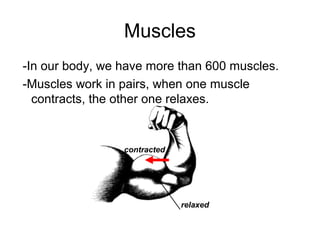 Muscles 
-In our body, we have more than 600 muscles. 
-Muscles work in pairs, when one muscle 
contracts, the other one relaxes. 
relaxed 
contracted 
 