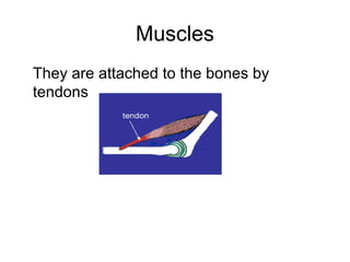 Muscles 
They are attached to the bones by 
tendons 
 