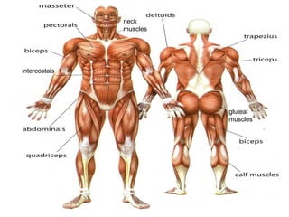 gluteal 
muscles 
intercostals 
neck 
muscles 
 
