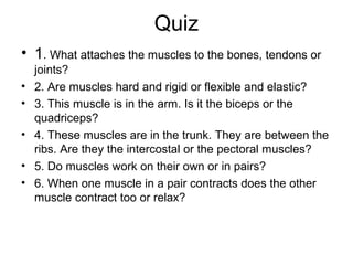 Quiz 
• 1. What attaches the muscles to the bones, tendons or 
joints? 
• 2. Are muscles hard and rigid or flexible and elastic? 
• 3. This muscle is in the arm. Is it the biceps or the 
quadriceps? 
• 4. These muscles are in the trunk. They are between the 
ribs. Are they the intercostal or the pectoral muscles? 
• 5. Do muscles work on their own or in pairs? 
• 6. When one muscle in a pair contracts does the other 
muscle contract too or relax? 
 