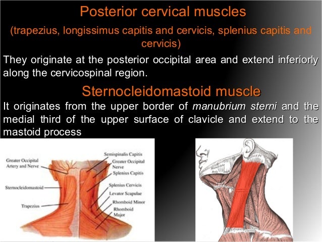 cervical muscles