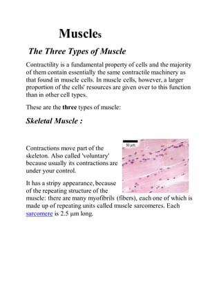 Muscles
The Three Types of Muscle
Contractility is a fundamental property of cells and the majority
of them contain essentially the same contractile machinery as
that found in muscle cells. In muscle cells, however, a larger
proportion of the cells' resources are given over to this function
than in other cell types.
These are the three types of muscle:
Skeletal Muscle :
Contractions move part of the
skeleton. Also called 'voluntary'
because usually its contractions are
under your control.
It has a stripy appearance, because
of the repeating structure of the
muscle: there are many myofibrils (fibers), each one of which is
made up of repeating units called muscle sarcomeres. Each
sarcomere is 2.5 m long.
 