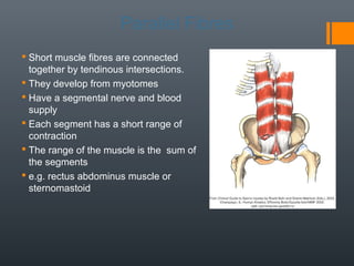 Muscles | PPT