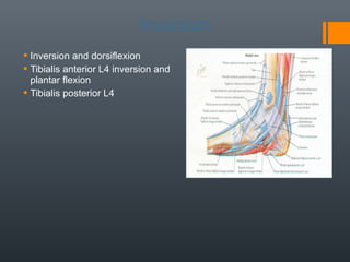 Muscles | PPT