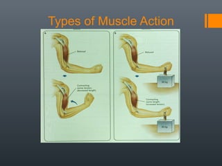 Muscles | PPT