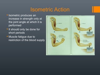 Isometric Muscle Function Muscles | PPT