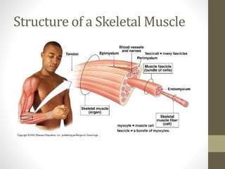 Structure of a Skeletal Muscle
 