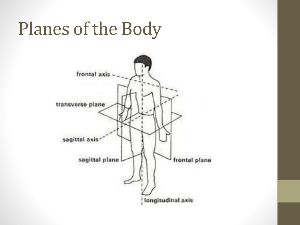 Functional Anatomy Biology Diagrams