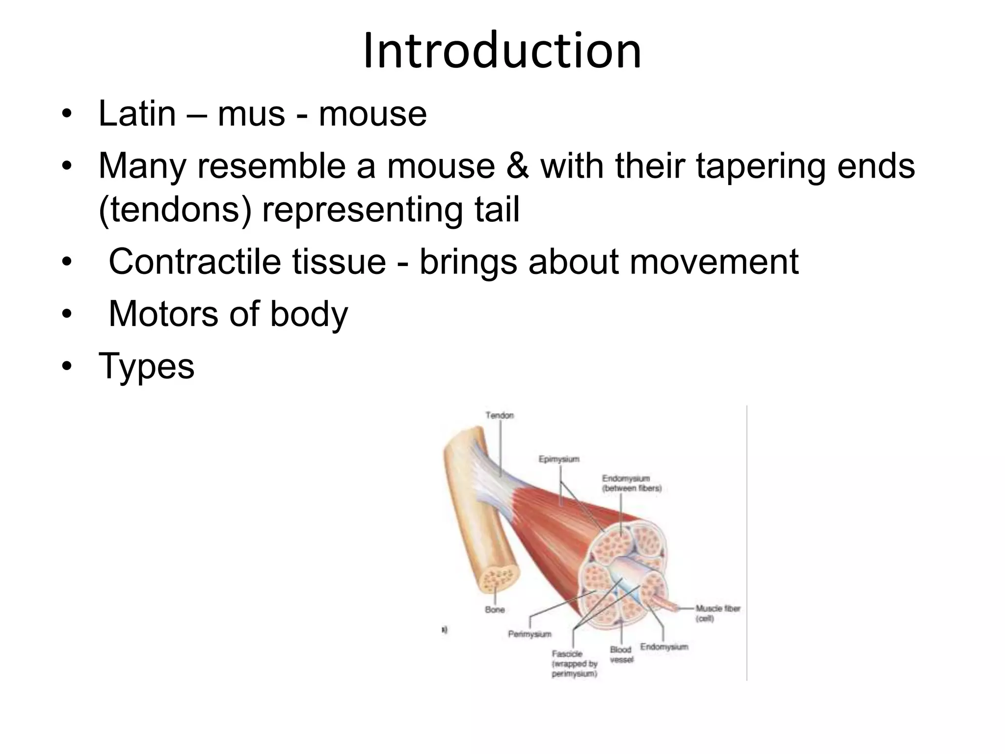 Muscles | PPTX