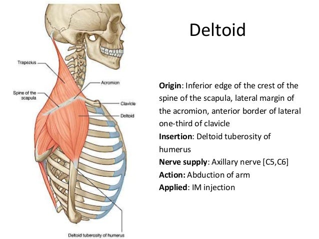 Deltoid Origin And Insertion - slide share