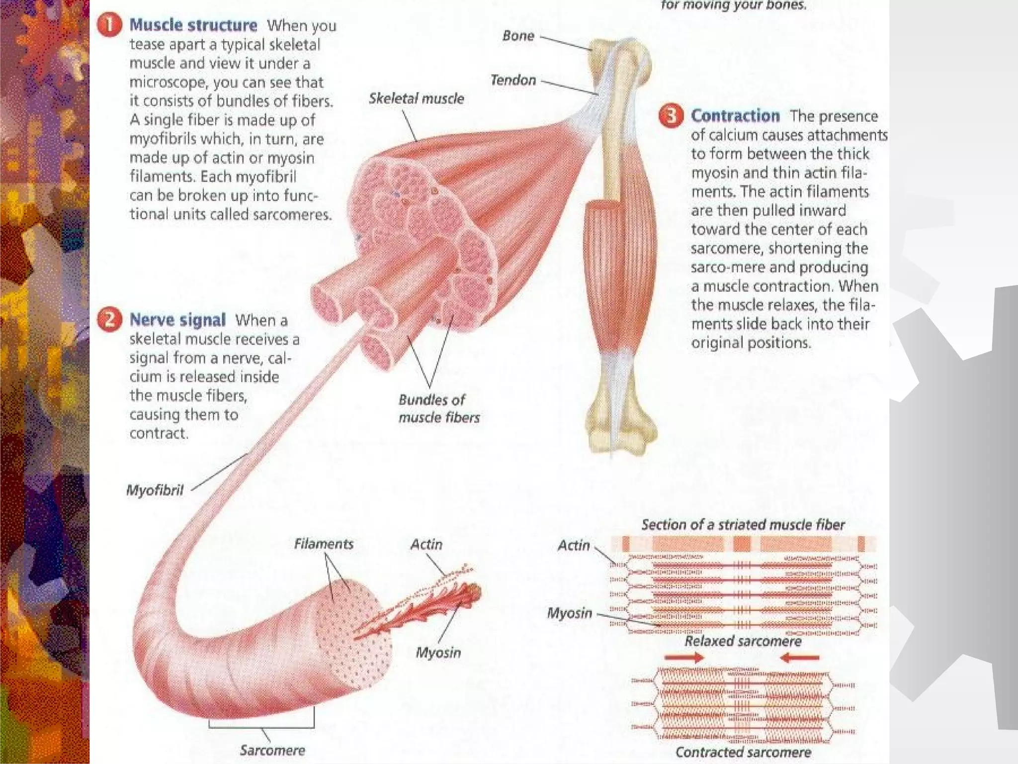 3 Types of Muscle Tissue | PPT