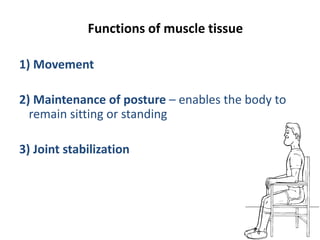 Muscle Function Posture Muscles anatomy and physiology | PPTX