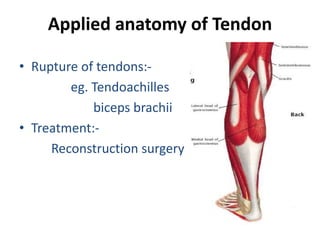 Muscles anatomy and physiology | PPTX