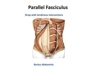 Strap Parallel Muscle Muscles anatomy and physiology | PPTX