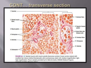 Structure and histology of different types of muscles | PPTX
