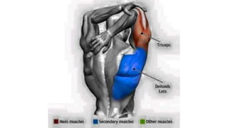 Muscles Diffrence Muscles -A LONG CHART ON IMAGES OF DIFFERENT MUSCLES- Myology ...