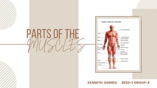 parts of the
MUSCLES
KENNETH GORRES BEED-1 GROUP-4
 