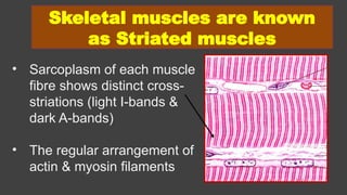 Muscles presentation by Dr ela kinra anatomy | PPTX | Physical Therapy ...