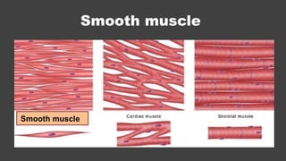 Muscles presentation by Dr ela kinra anatomy | PPTX