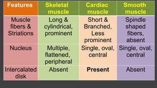 Muscles presentation by Dr ela kinra anatomy | PPTX
