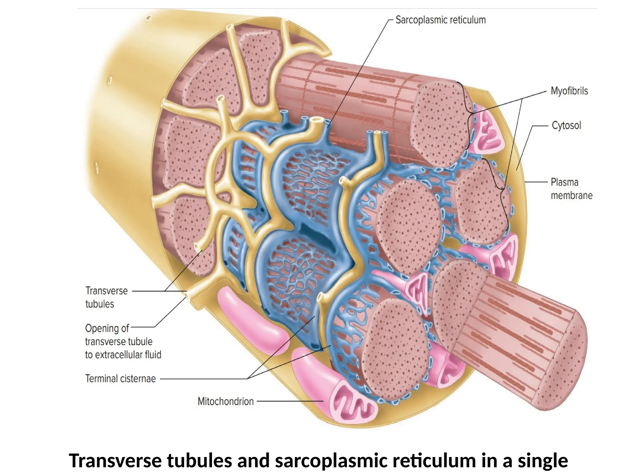 MUSCLES: skeletal, cardiac and smooth muscles | PPTX
