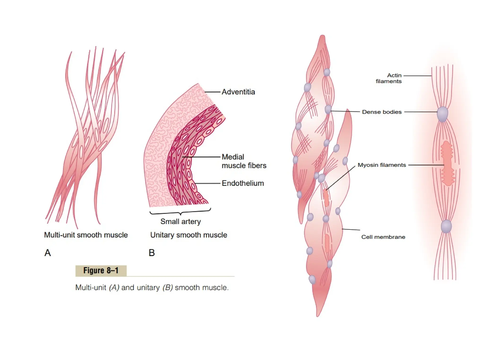 MUSCLES: skeletal, cardiac and smooth muscles | PPTX