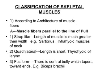 Strap Parallel Muscle MUSCLES Slideshare 1 to 32 Slides..11021 | PPT