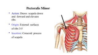 Rib Origin Types of Muscles and origin & its insertion.pptx