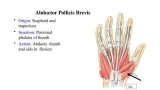Types of Muscles and origin & its insertion.pptx