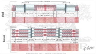 structure of MUSCLES and muscular system | PDF