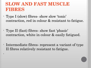 Comprehensive Overview of Muscle Classification, Structure, and ...