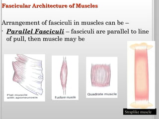 Comprehensive Overview of Muscle Classification, Structure, and ...