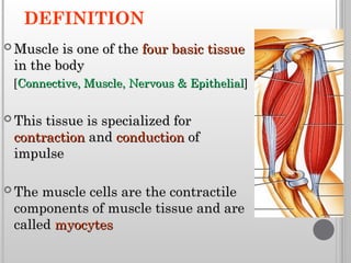 Comprehensive Overview of Muscle Classification, Structure, and ...