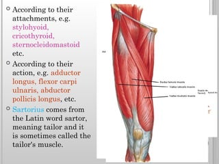 Comprehensive Overview of Muscle Classification, Structure, and ...