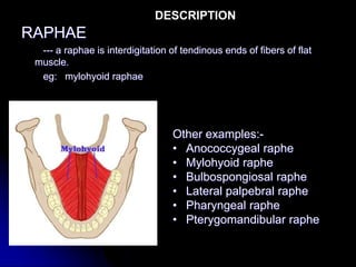 Raph In Muscles Muscles -ALH.ppt