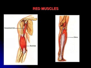 Muscles -ALH.ppt