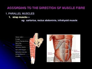 Muscles -ALH.ppt