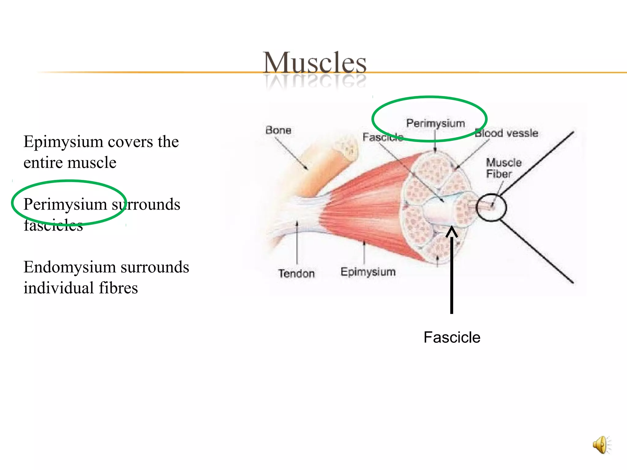 Epimysium covers the
entire muscle
Perimysium surrounds
fascicles
Endomysium surrounds
individual fibres
Fascicle
 