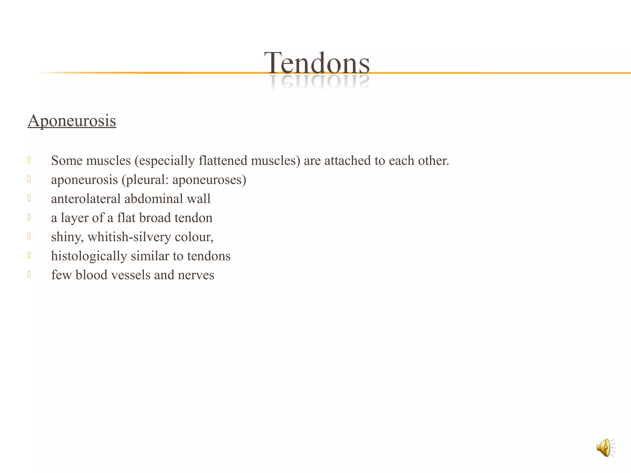 Aponeurosis
 Some muscles (especially flattened muscles) are attached to each other.
 aponeurosis (pleural: aponeuroses)
 anterolateral abdominal wall
 a layer of a flat broad tendon
 shiny, whitish-silvery colour,
 histologically similar to tendons
 few blood vessels and nerves
 