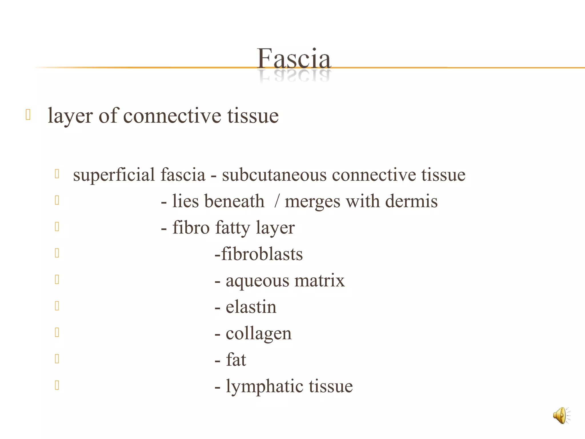  layer of connective tissue
 superficial fascia - subcutaneous connective tissue
 - lies beneath / merges with dermis
 - fibro fatty layer
 -fibroblasts
 - aqueous matrix
 - elastin
 - collagen
 - fat
 - lymphatic tissue
 