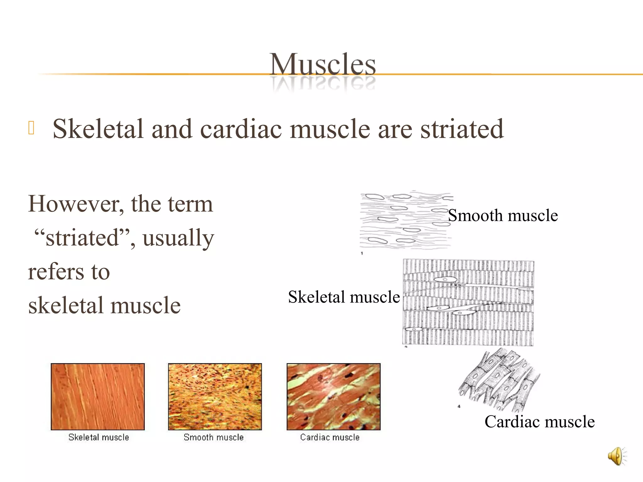  Skeletal and cardiac muscle are striated
However, the term
“striated”, usually
refers to
skeletal muscle
Smooth muscle
Skeletal muscle
Cardiac muscle
 
