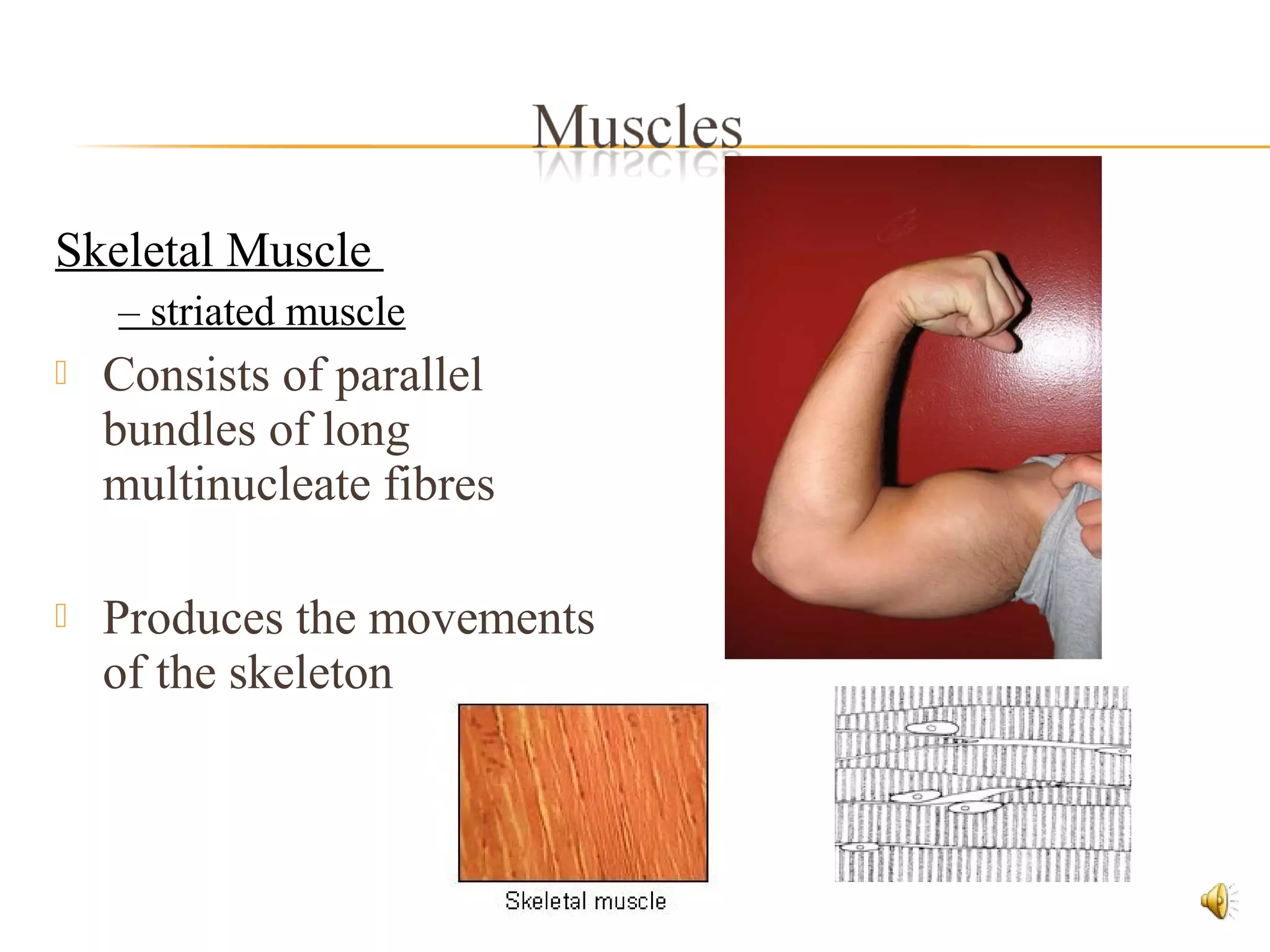 Skeletal Muscle
– striated muscle
 Consists of parallel
bundles of long
multinucleate fibres
 Produces the movements
of the skeleton
 
